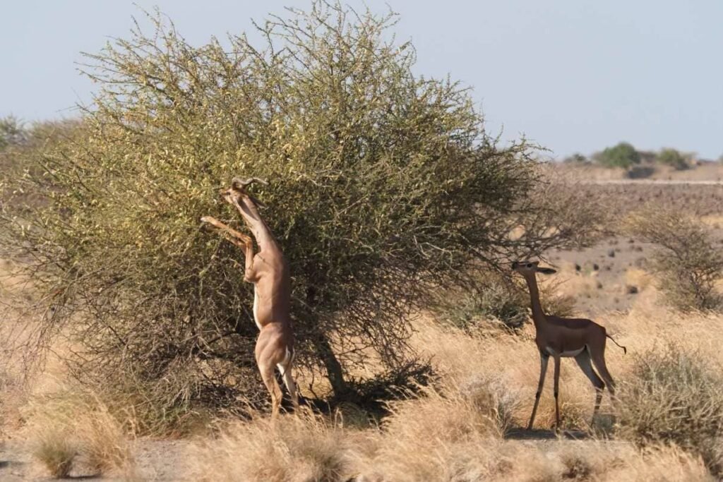 Gerenuk