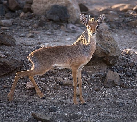 dik-dik-de-Salt-au-Grand-Bara (1)