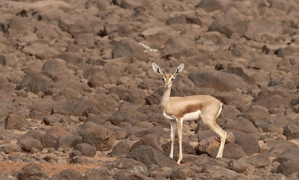 djibouti-1024×619