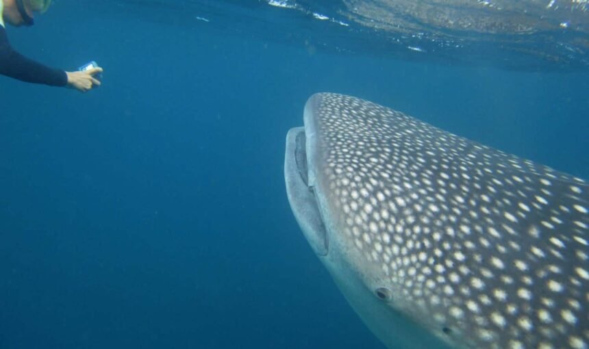 Djibouti Discovery: Whale Sharks & Volcano Adventures