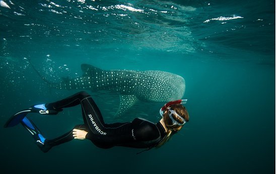 whalesharks-diving-snorkeling