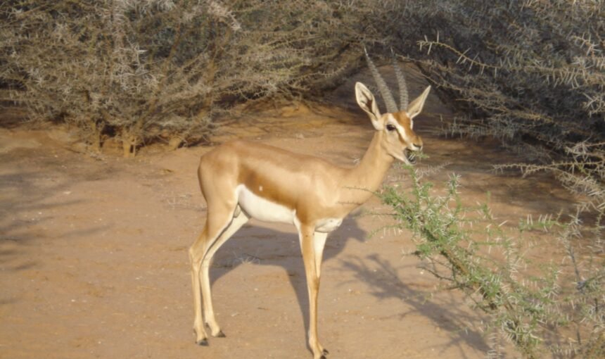 Discovering Djibouti: A Hidden Gem for Endemic Wildlife and Nature Lovers